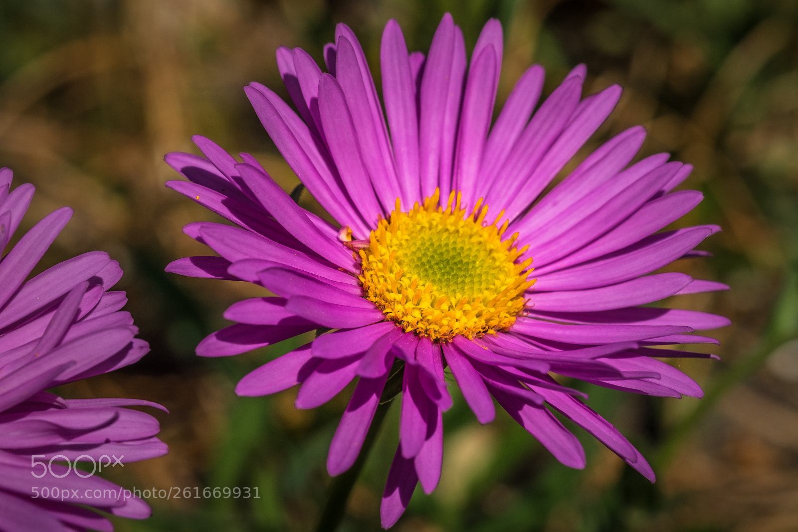 Fujifilm X-T1 sample photo. Alpen aster aster alpinus photography