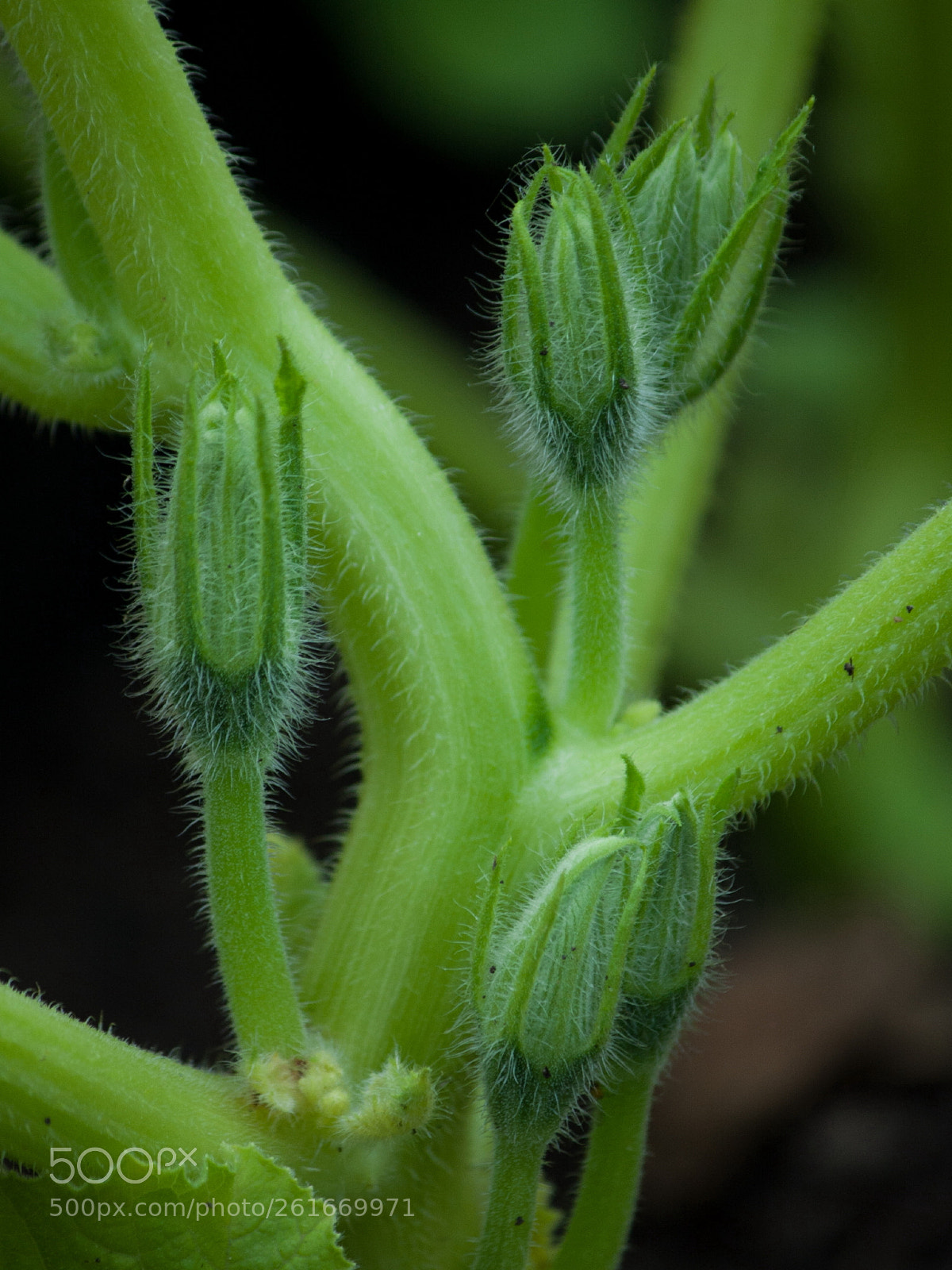 Canon EOS 40D sample photo. In becoming red kuri photography