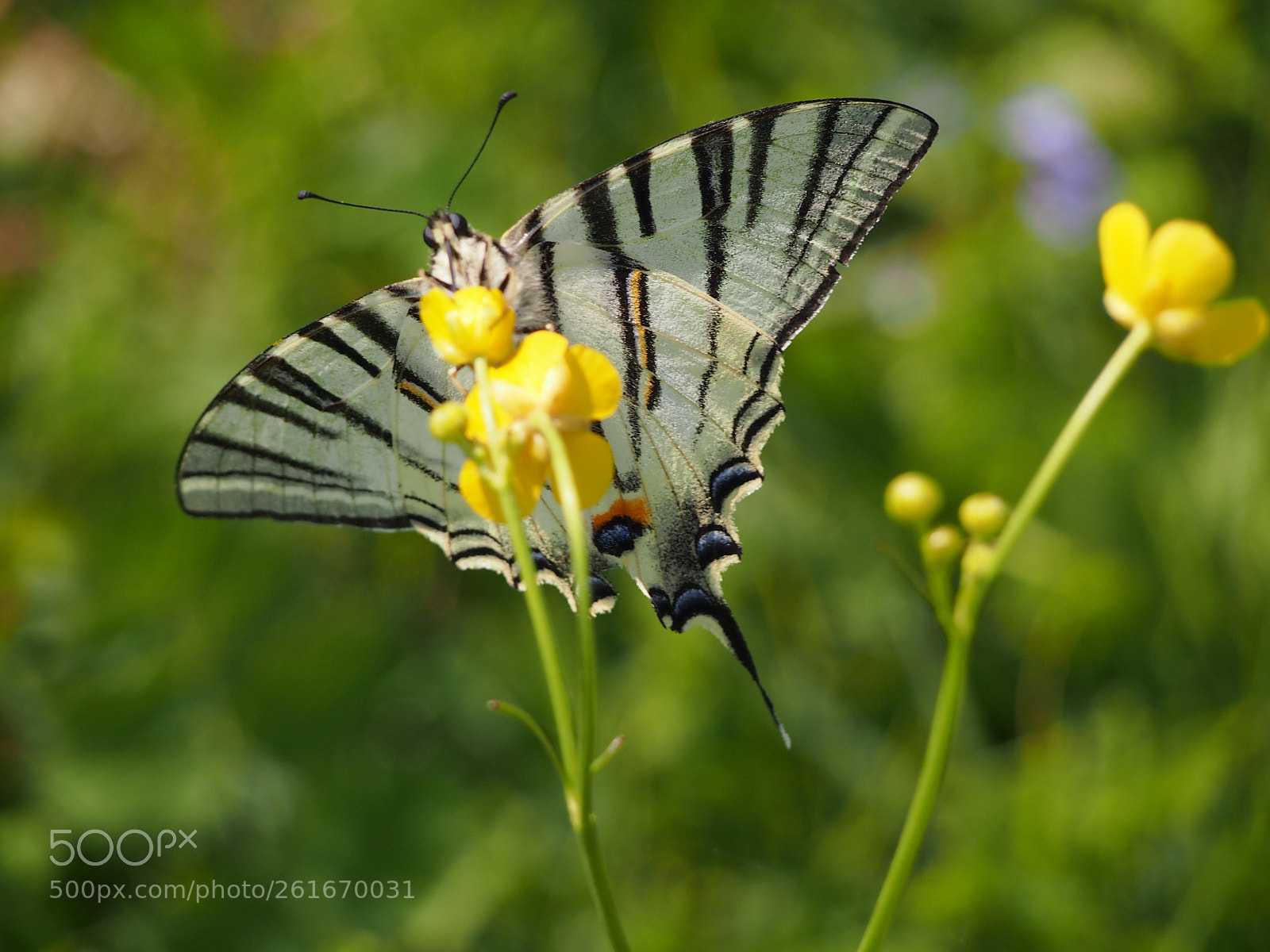 Olympus PEN E-PM1 sample photo. A swallowtail. photography