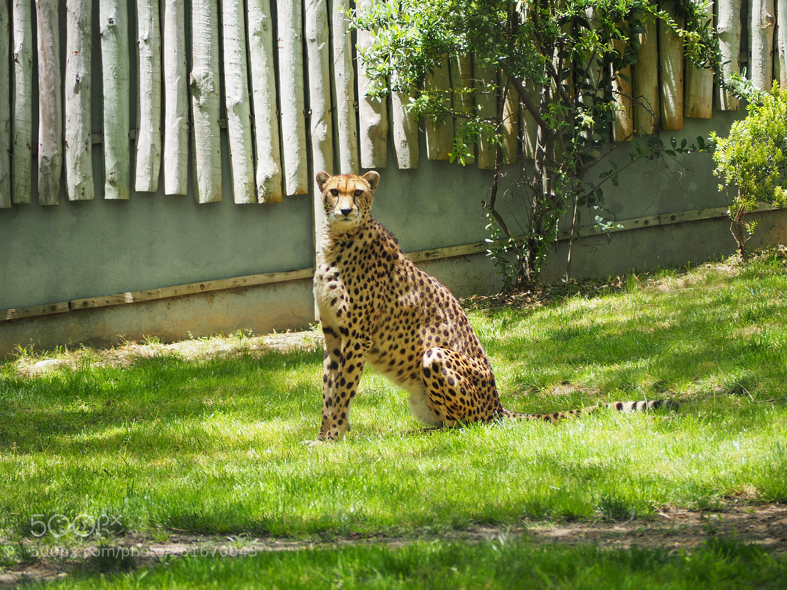 Olympus OM-D E-M10 II sample photo. Cheetah photography