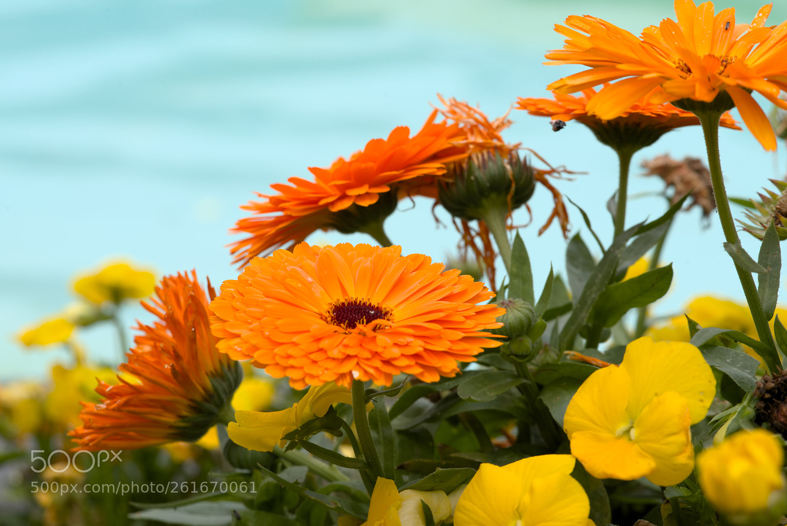 Nikon D810 sample photo. Heaven.... photography