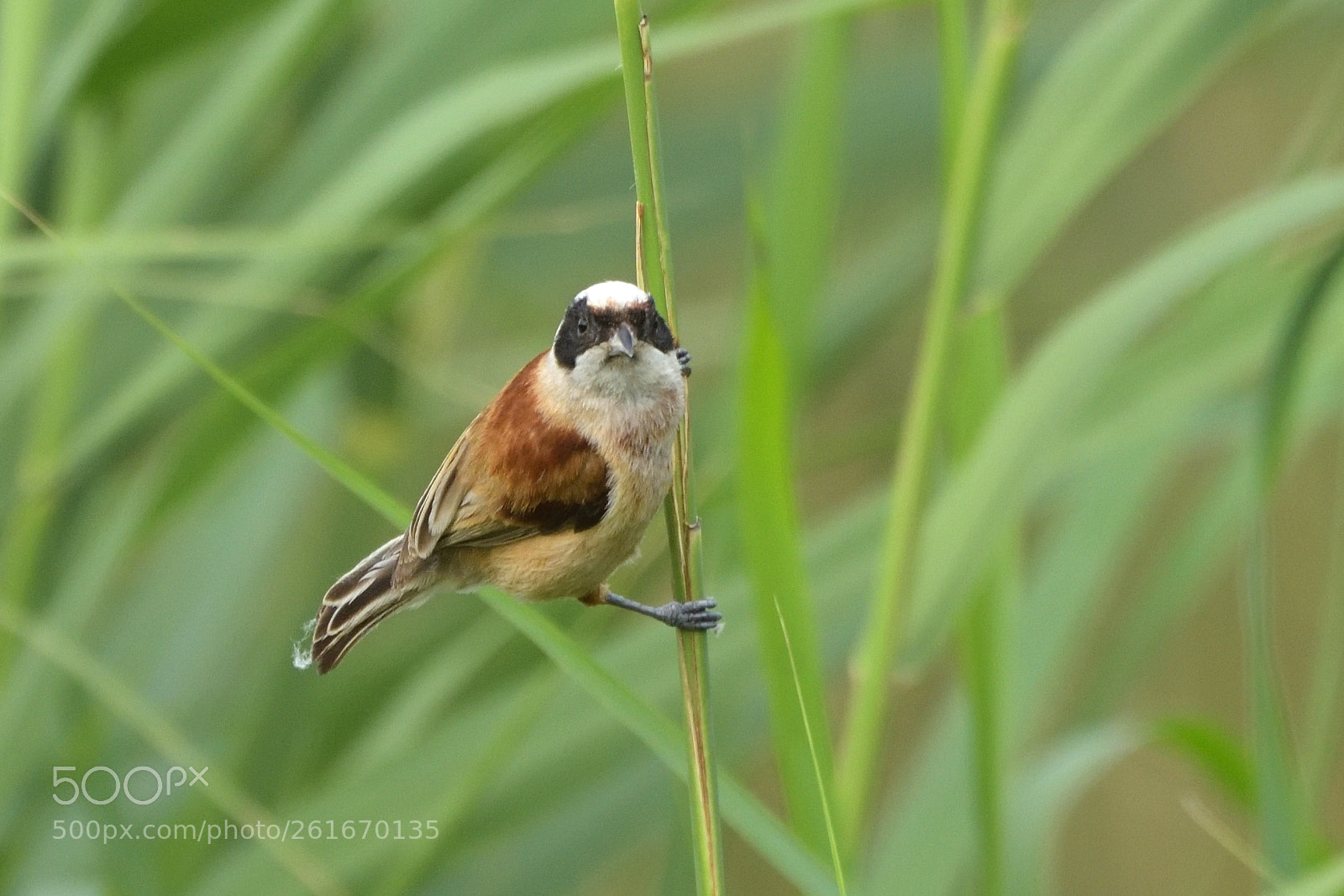 Nikon D750 sample photo. European penduline tit remiz photography