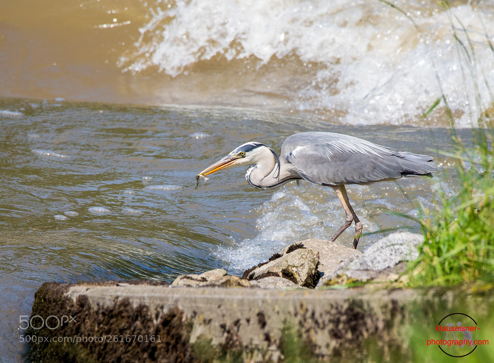 Canon EOS 5D Mark IV sample photo. A gray heron while photography