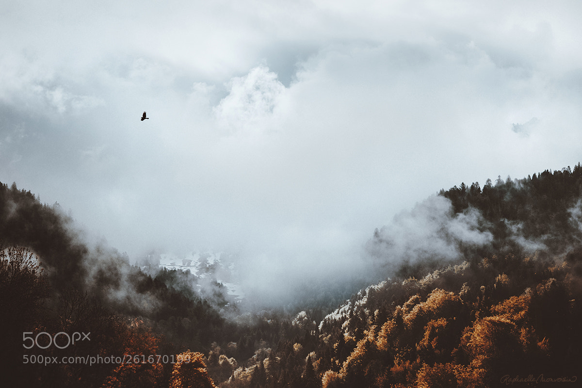 Canon EOS 6D sample photo. Soaring the skies photography