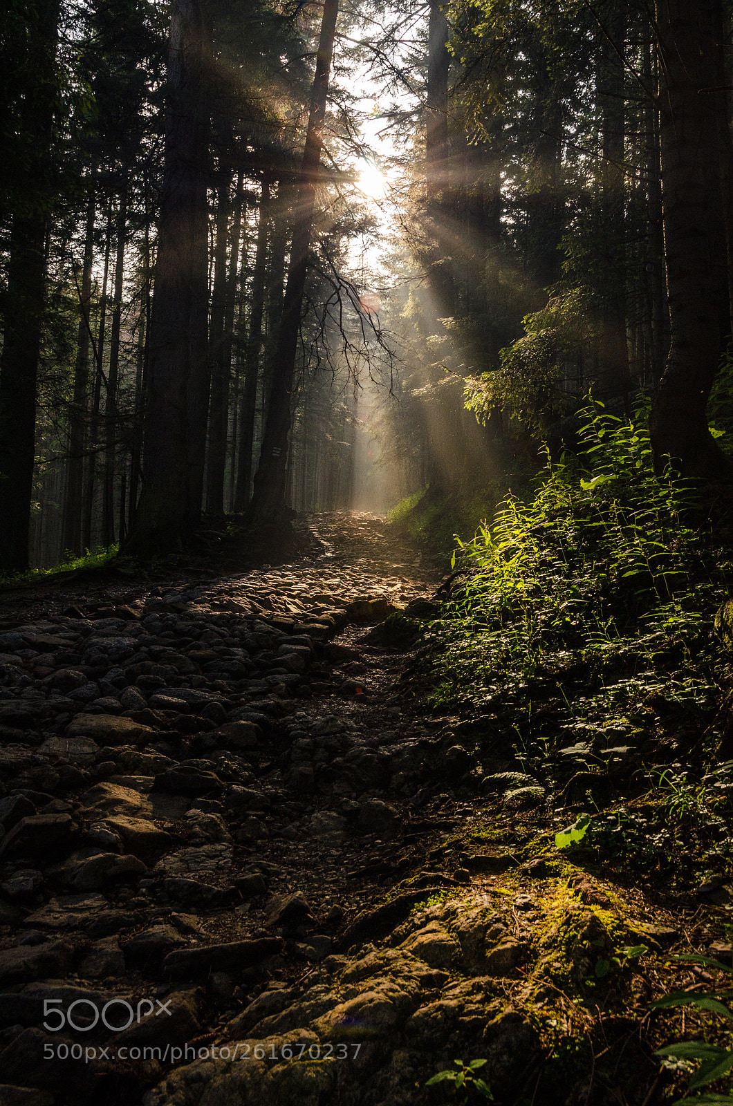 Nikon D7000 sample photo. Morning in forest photography