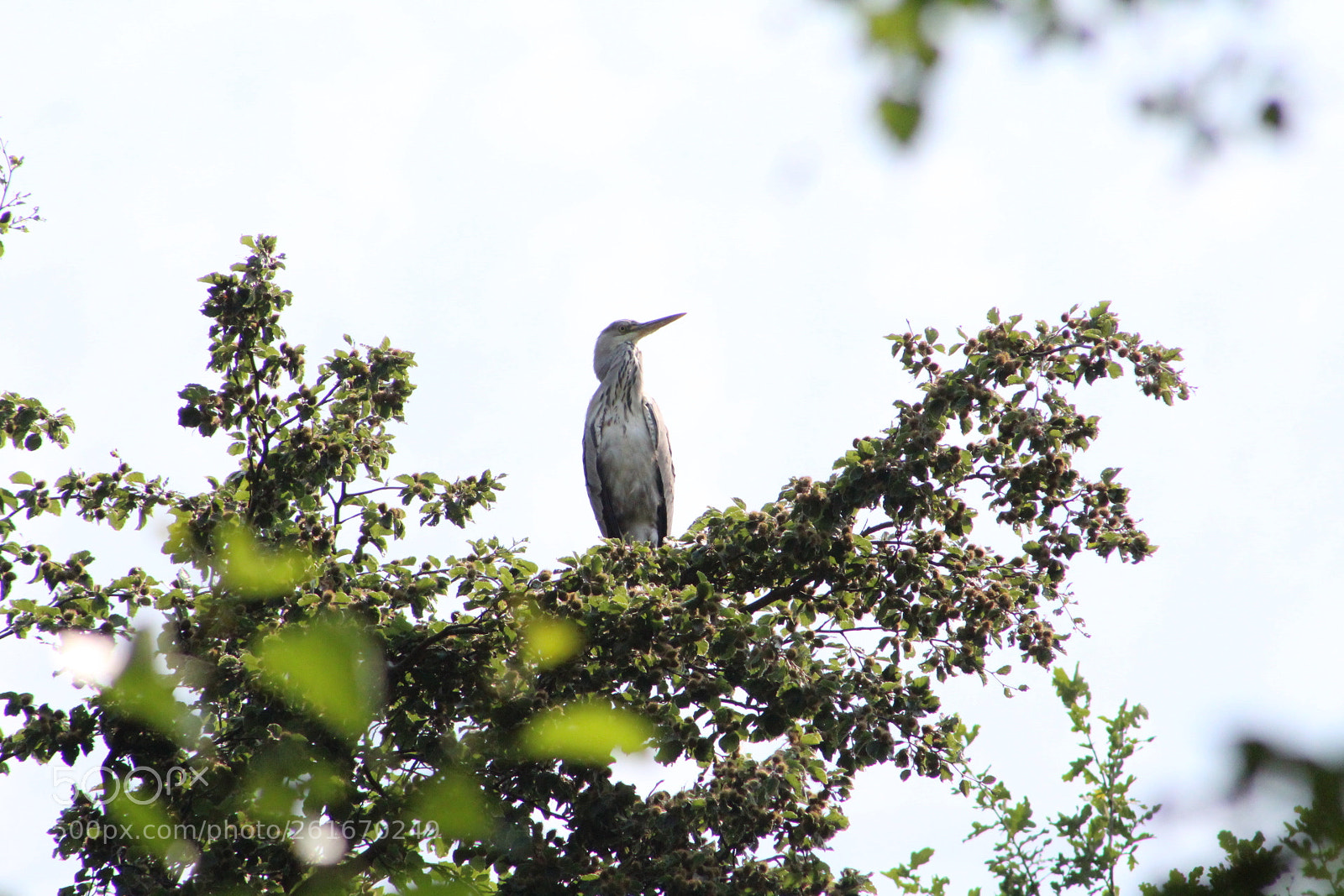 Canon EF 75-300mm f/4-5.6 sample photo. Take a look photography