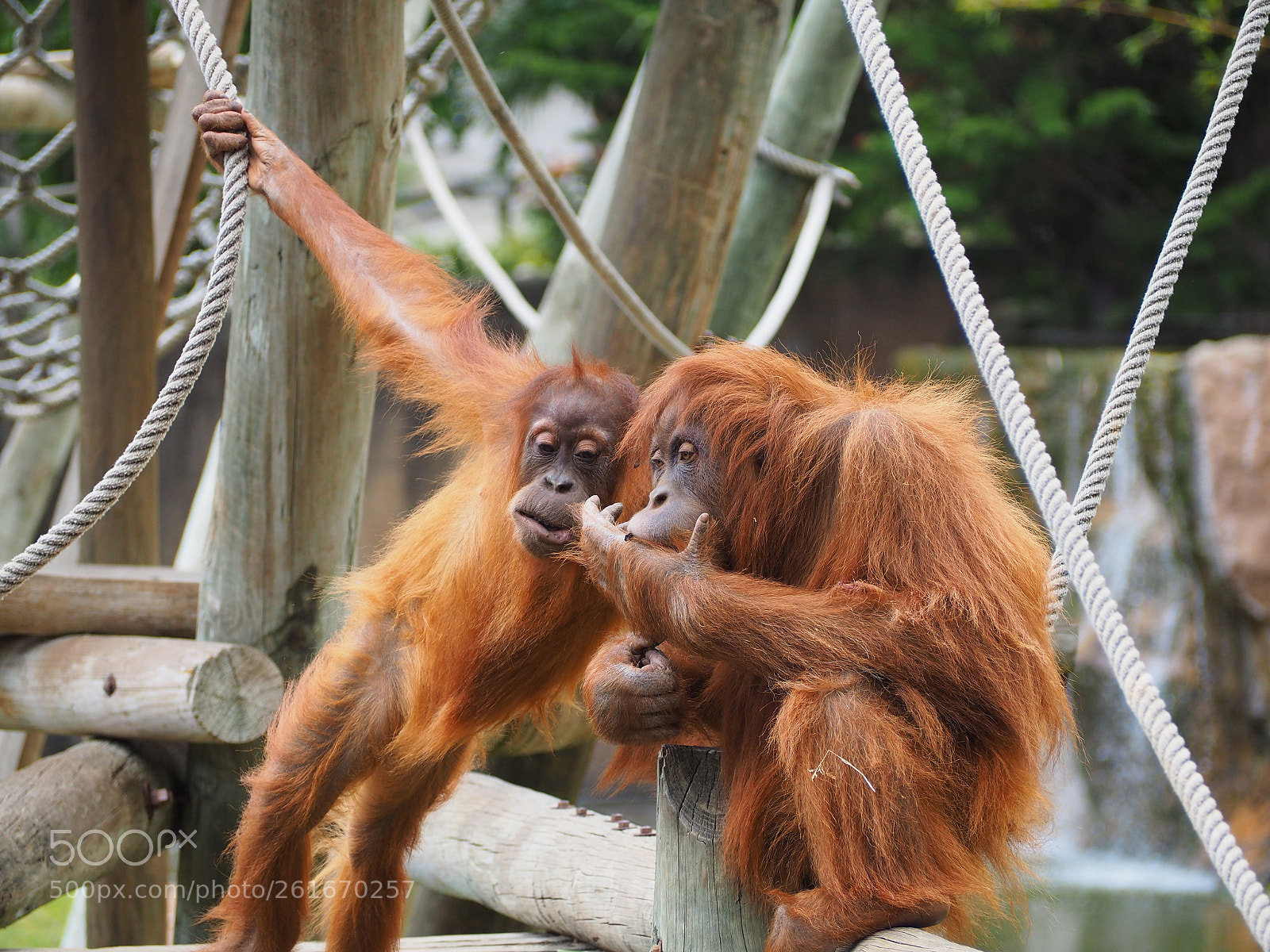 Olympus OM-D E-M10 II sample photo. Orang utan photography