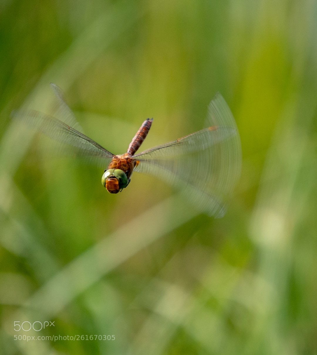 Panasonic Lumix DMC-GX85 (Lumix DMC-GX80 / Lumix DMC-GX7 Mark II) sample photo. Dragonfly photography
