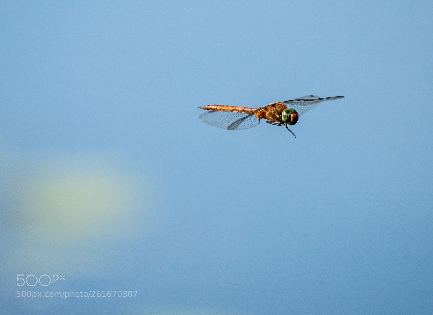 Panasonic Lumix DMC-GX85 (Lumix DMC-GX80 / Lumix DMC-GX7 Mark II) sample photo. Dragonfly photography