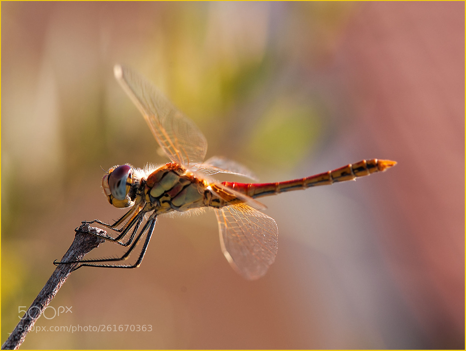 Nikon D700 sample photo. Dragonfly photography