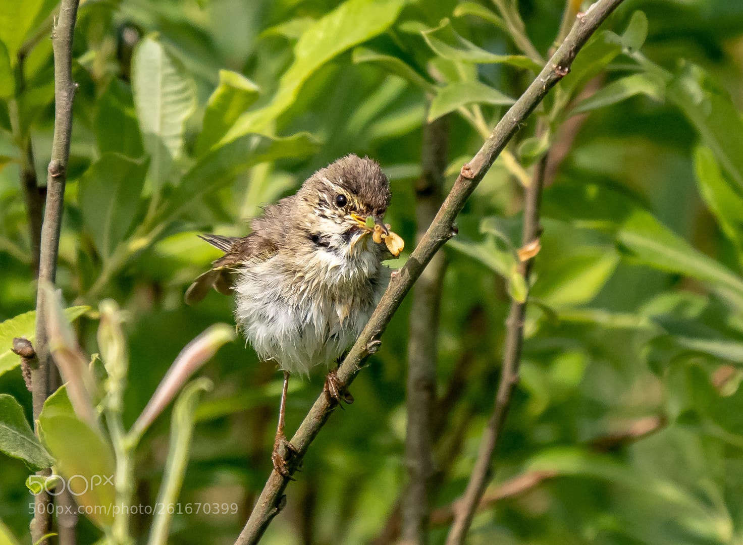 Panasonic Lumix DMC-GX85 (Lumix DMC-GX80 / Lumix DMC-GX7 Mark II) sample photo. Wet songbird photography