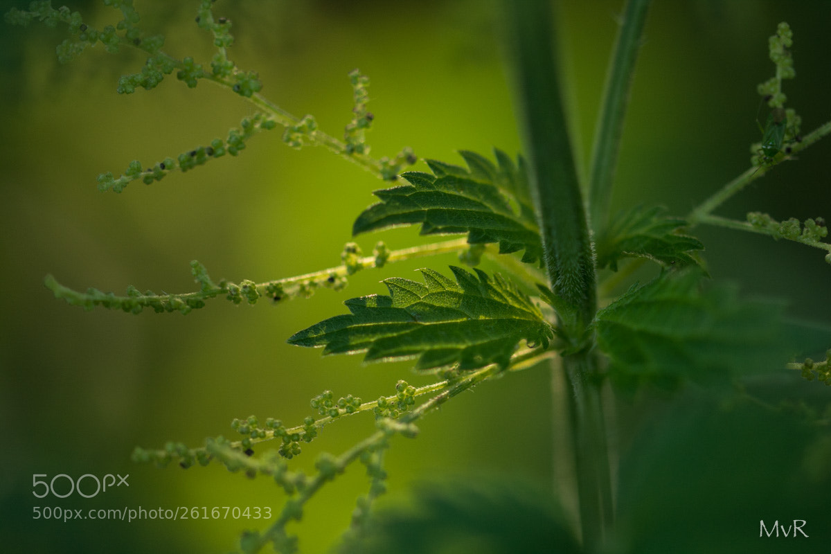 Nikon D7100 sample photo. Nettle photography