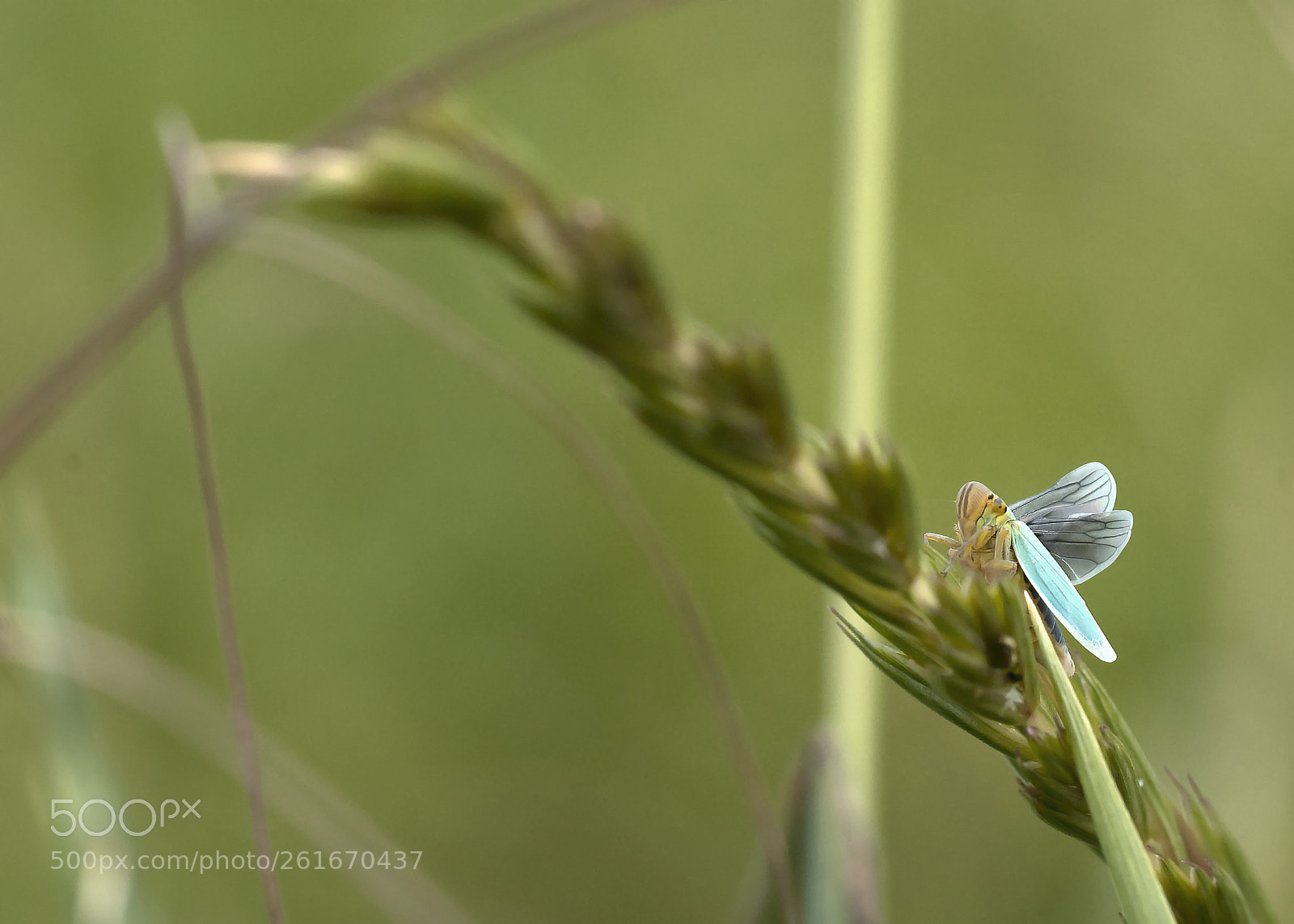 Sony a7 II sample photo. Blue wings photography