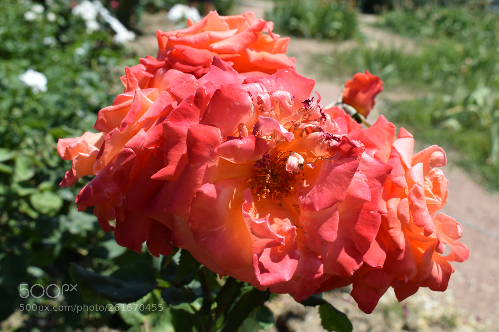 Nikon D5300 sample photo. Dsc photography