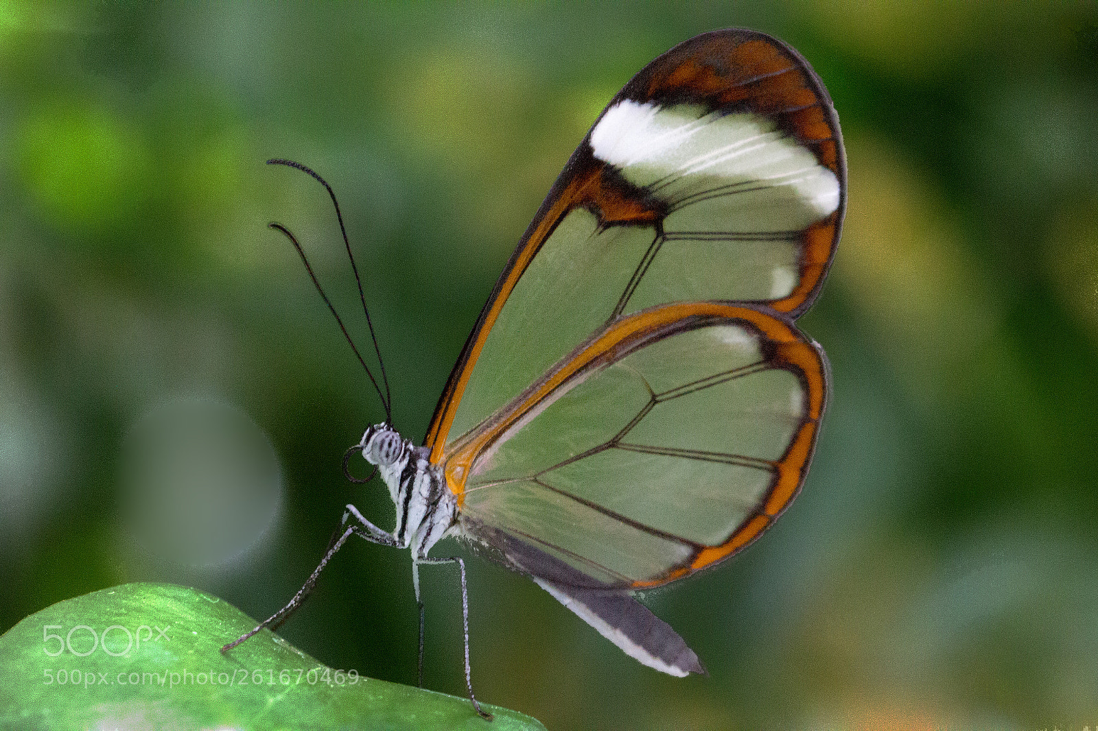 Canon EOS 60D sample photo. Glasflügel schmetterling photography