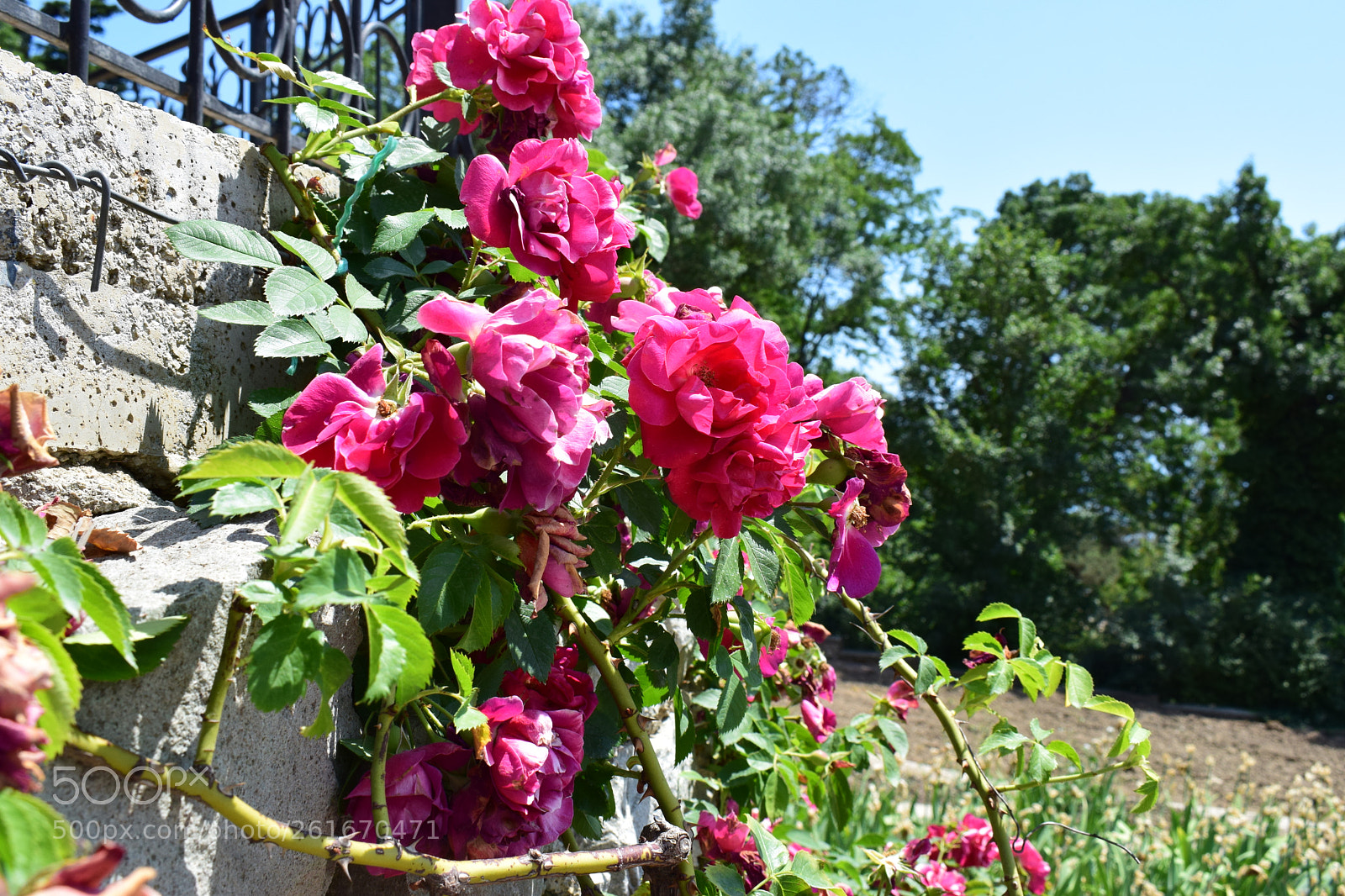 Nikon D5300 sample photo. Dsc photography