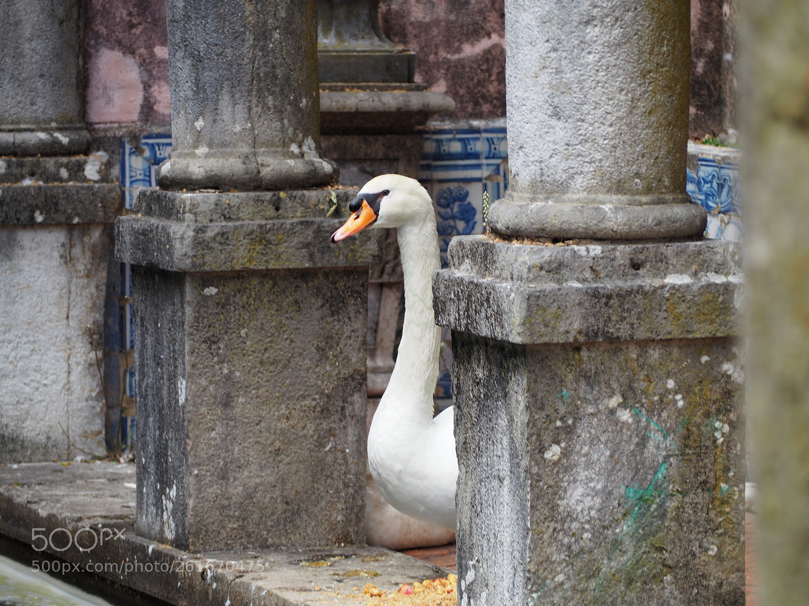 Olympus OM-D E-M10 II sample photo. Schwan photography