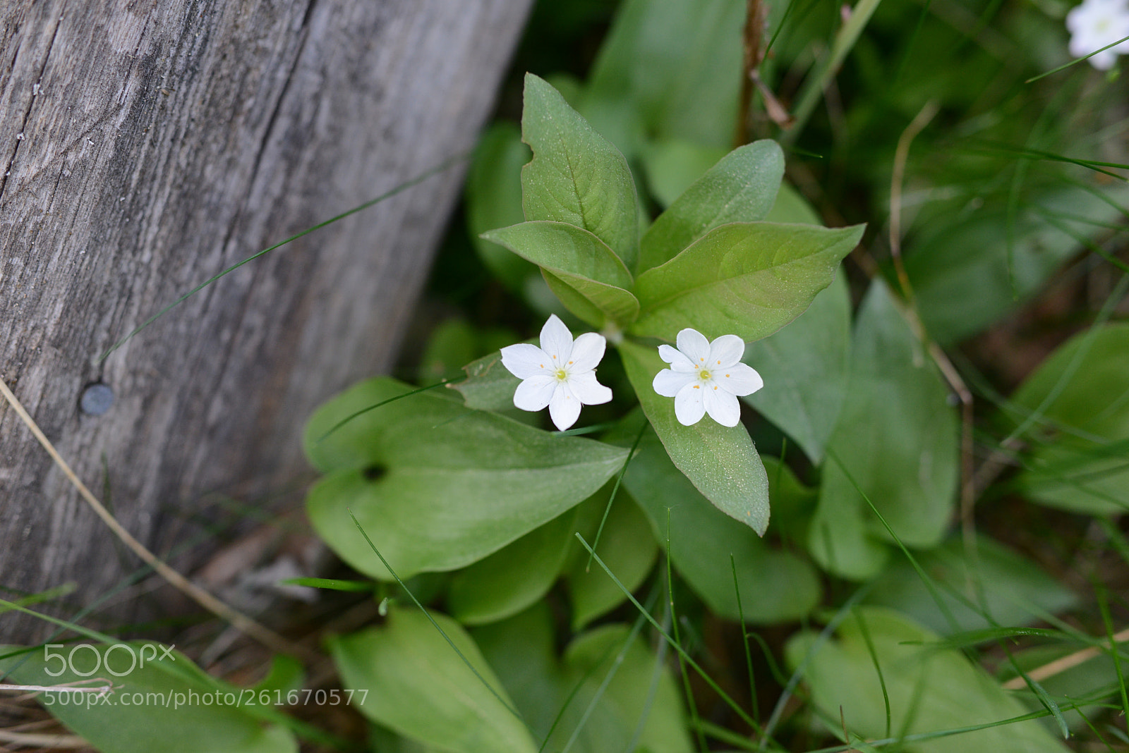 Nikon D800 sample photo. Together - chickweed wintergreen photography