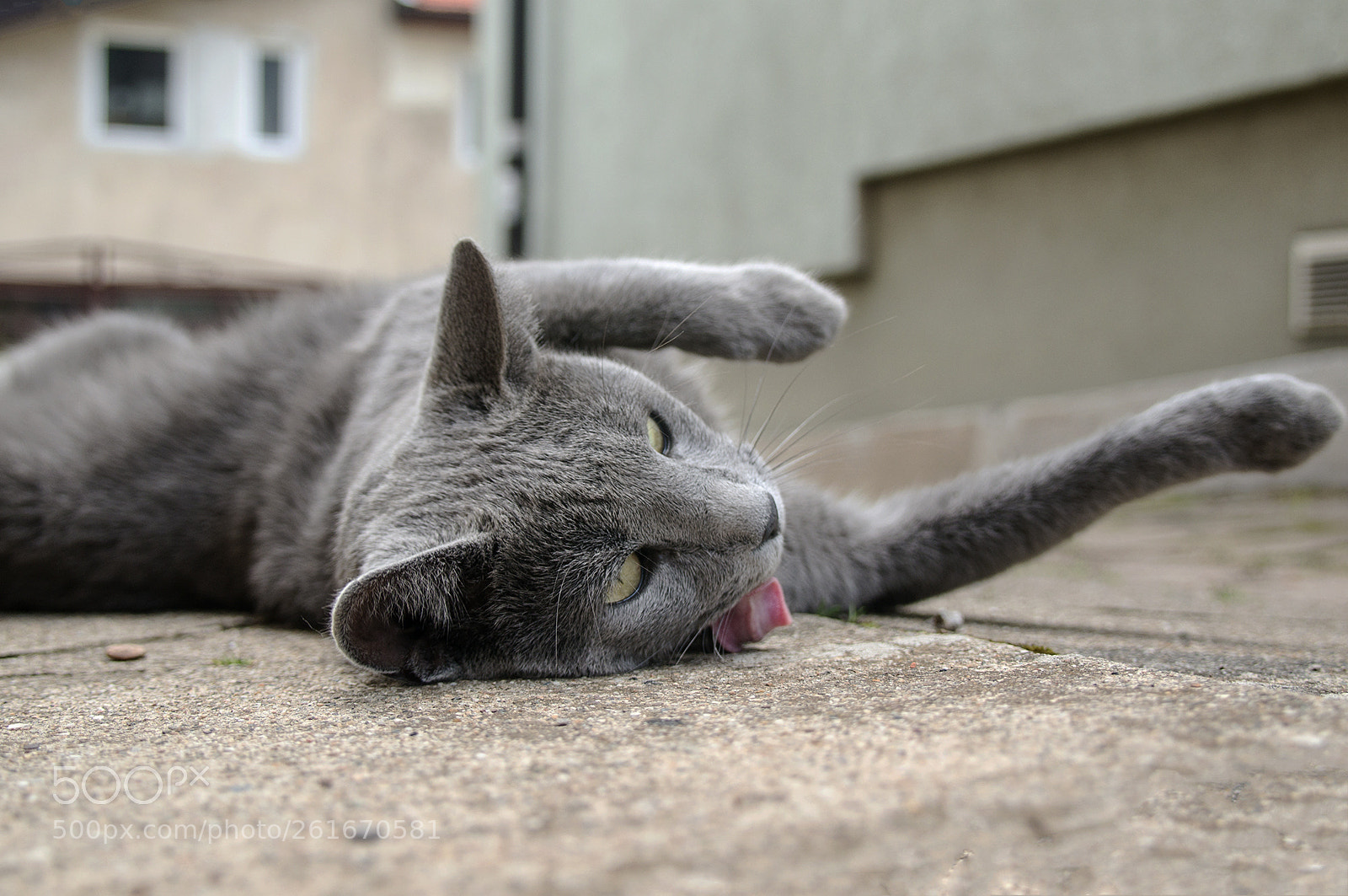 Sony Alpha NEX-5R sample photo. Paca photography