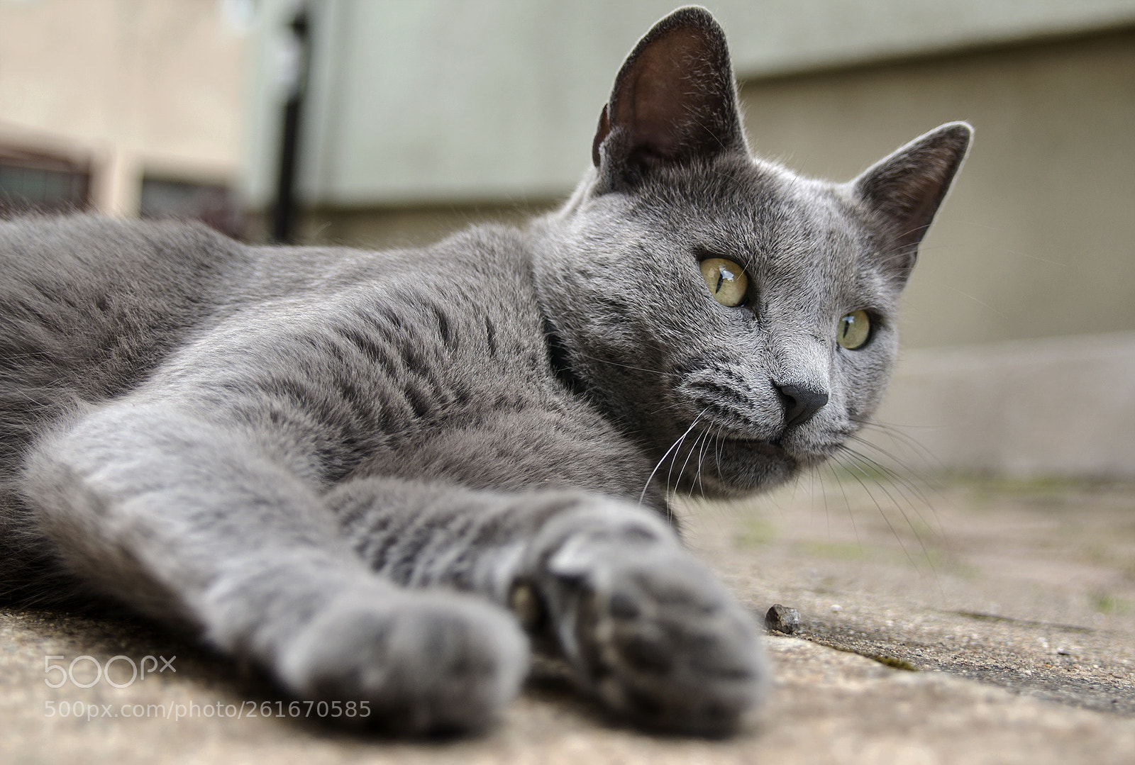 Sony Alpha NEX-5R sample photo. Paca photography