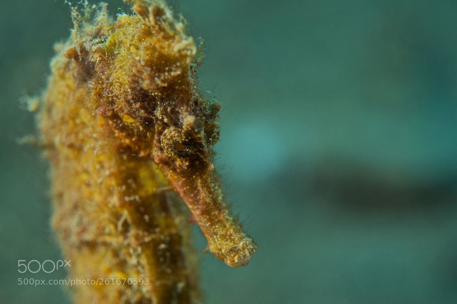Nikon D700 sample photo. Yellow seahorse photography