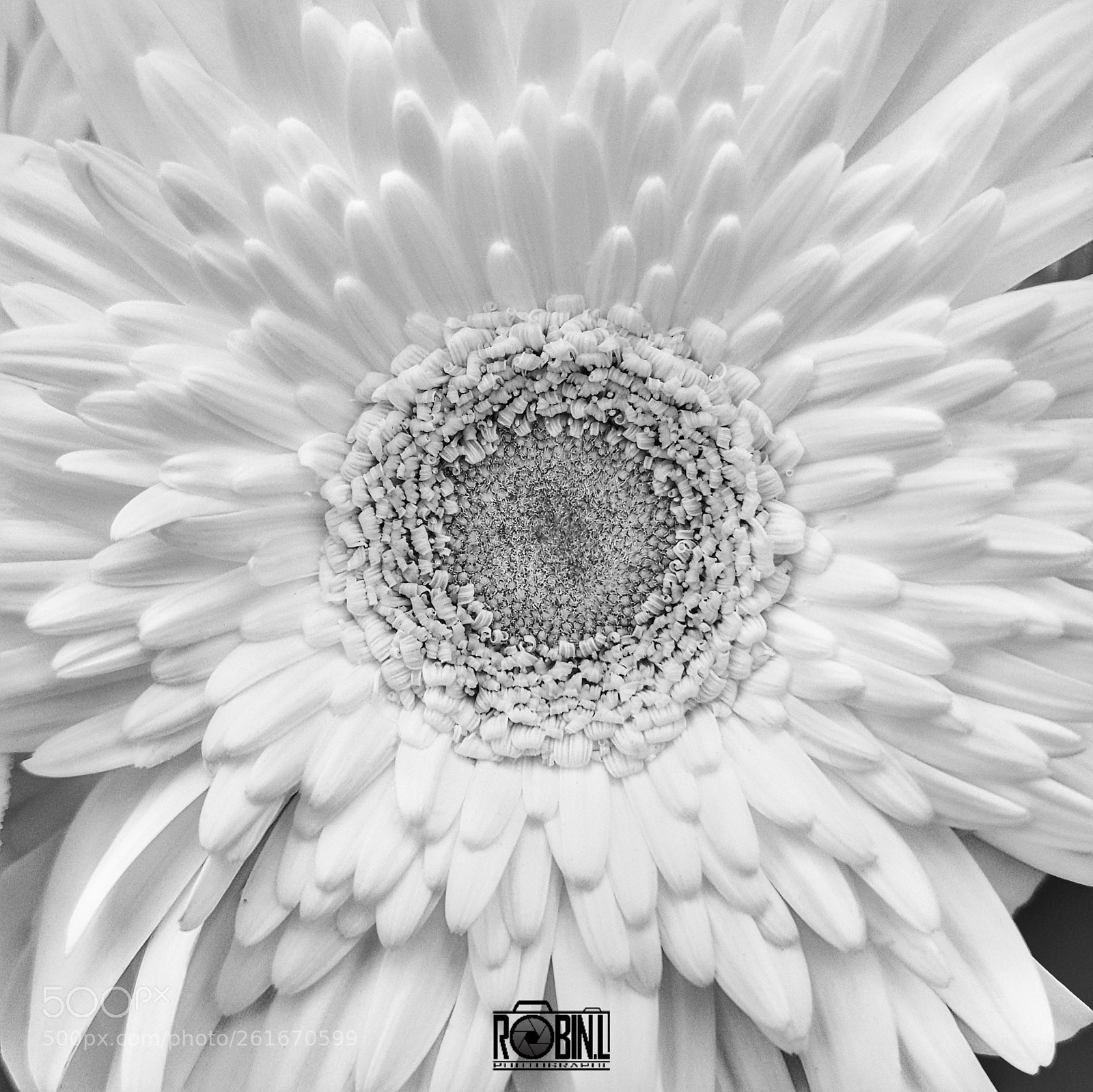 Samsung Galaxy S8+ sample photo. White flower photography