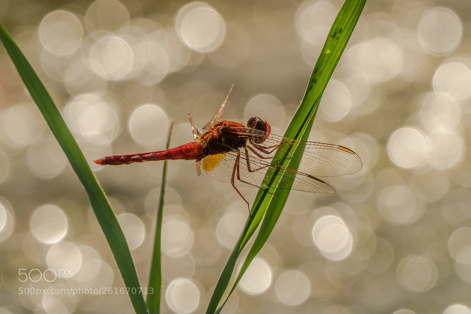 Sony a7R II sample photo. Feuerlibelle mit sommerfeeling photography