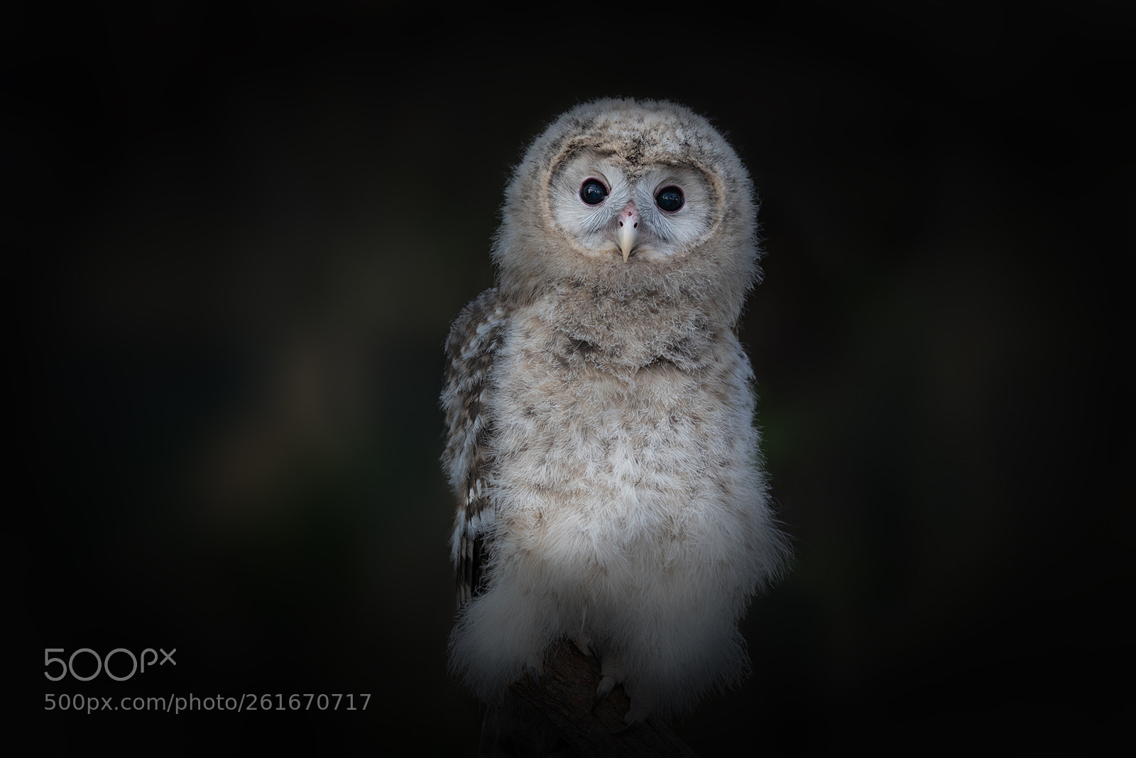 Nikon D750 sample photo. Owl baby photography