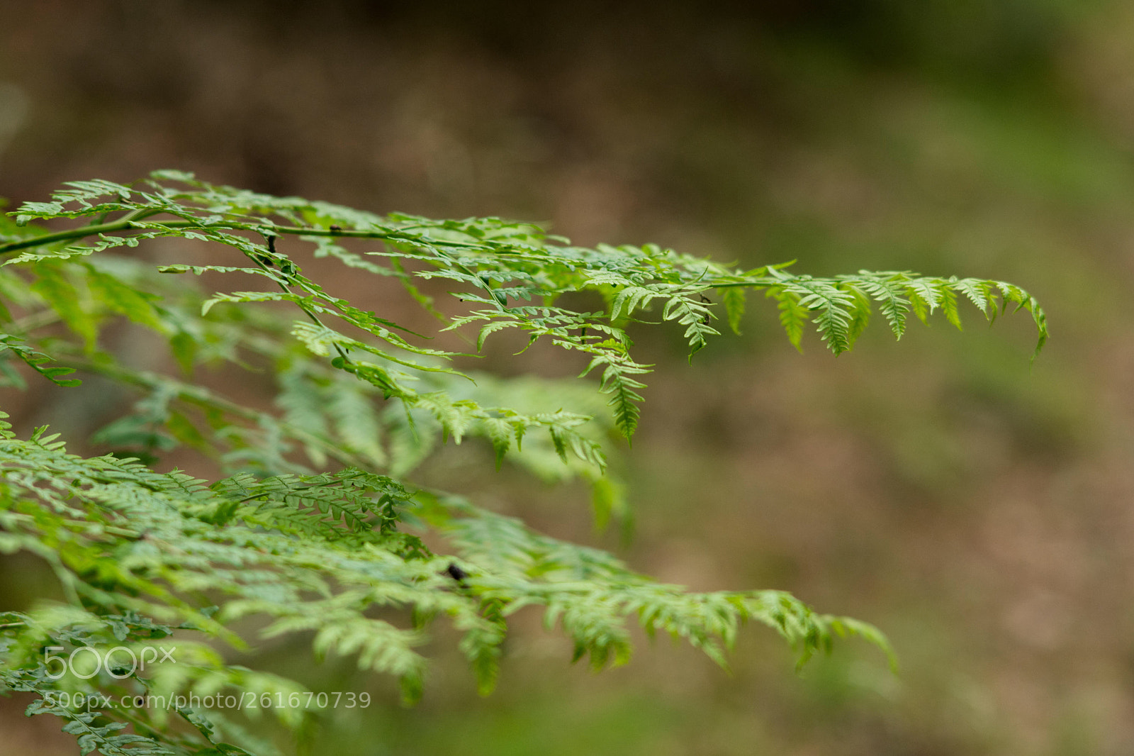 Nikon D7200 sample photo. Bracken photography