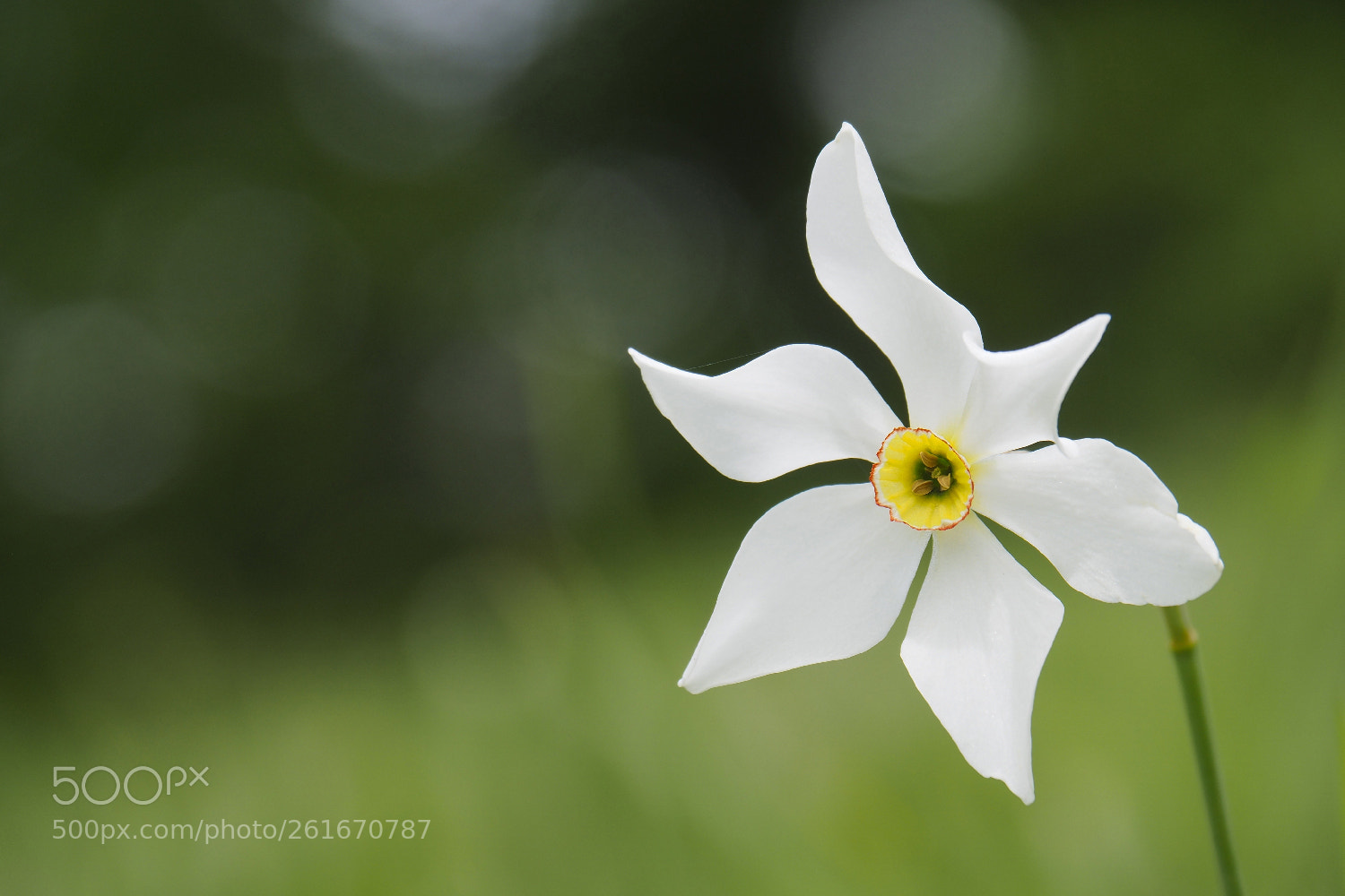 Olympus OM-D E-M10 II sample photo. Narciso photography