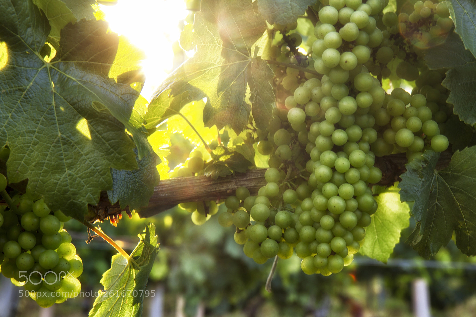Canon EOS 600D (Rebel EOS T3i / EOS Kiss X5) sample photo. Light in the vineyard photography