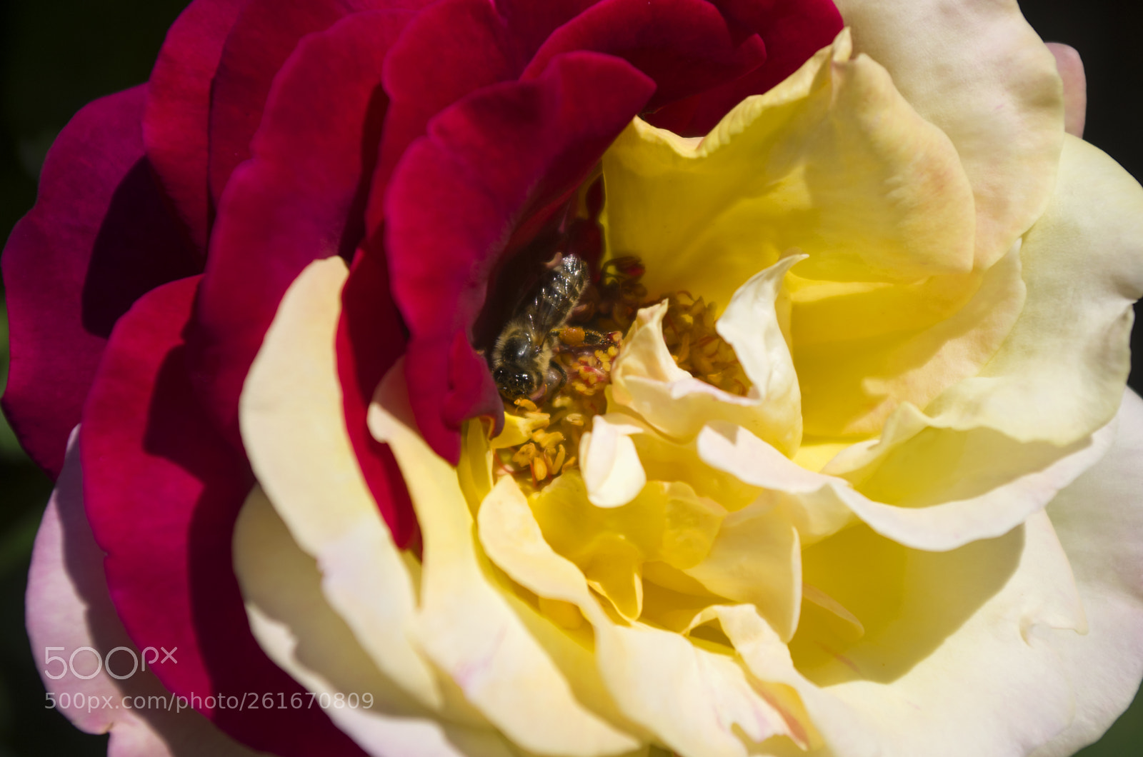 Pentax K-30 sample photo. Rose photography