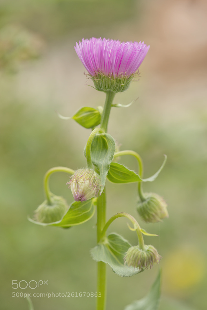 Nikon D800 sample photo. Flower photography