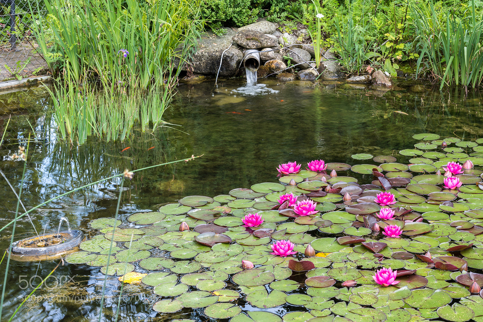 Nikon D850 sample photo. The pond in the photography