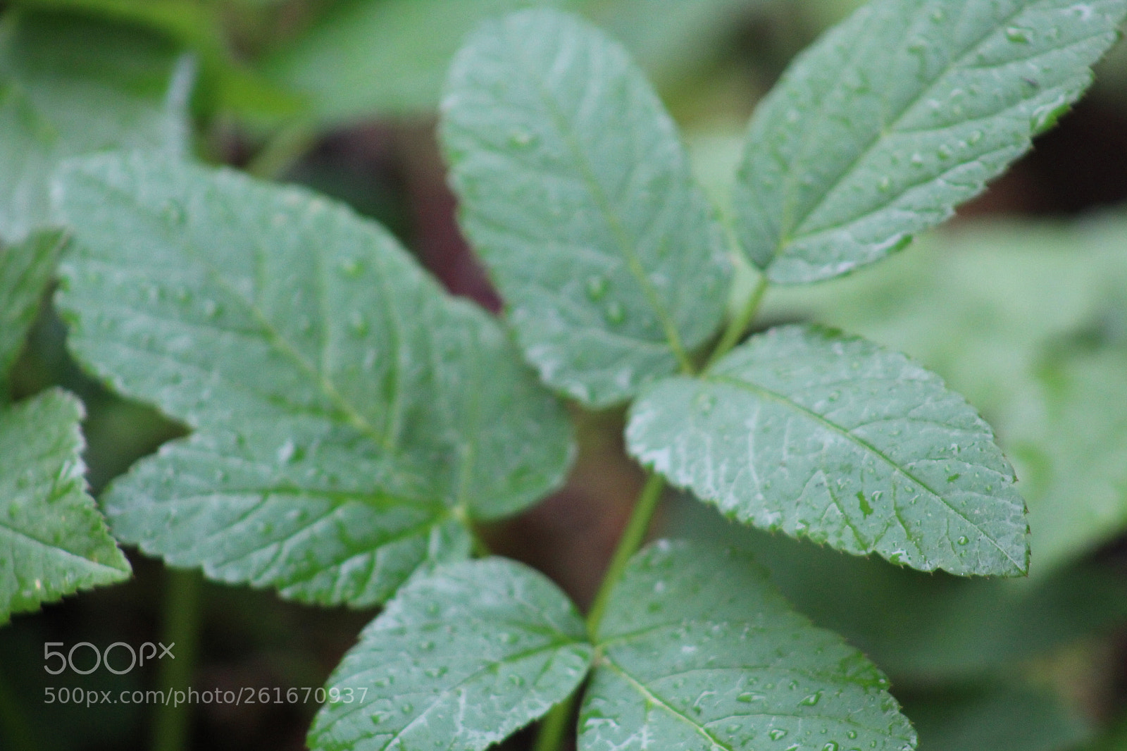 Canon EF 75-300mm f/4-5.6 sample photo. Plants in the rain photography