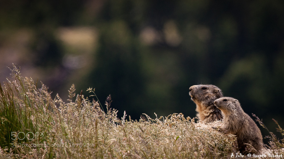 Canon EOS 450D (EOS Rebel XSi / EOS Kiss X2) sample photo. Maman marmotte et son photography
