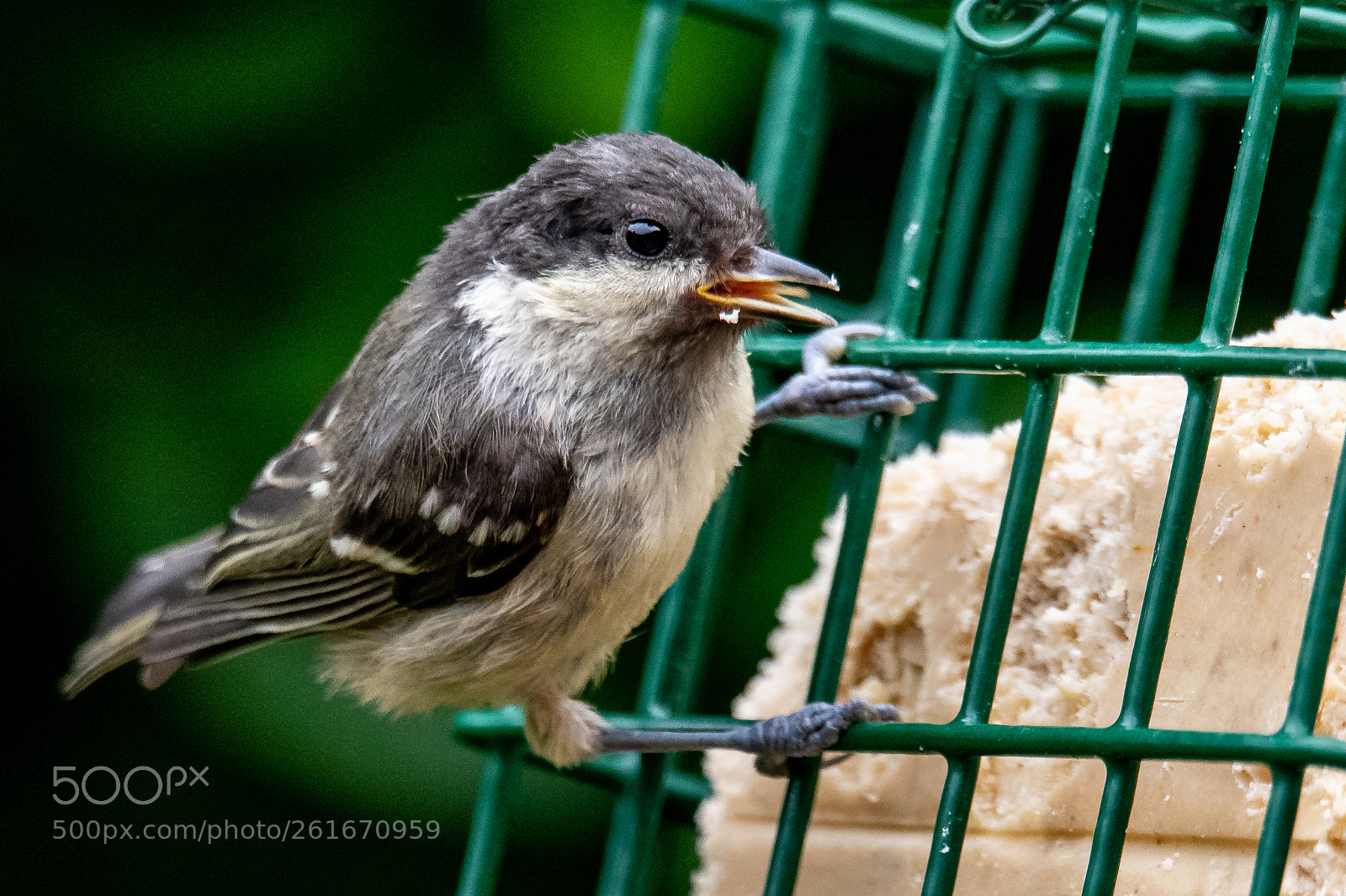 Nikon D850 sample photo. Young coal tit photography