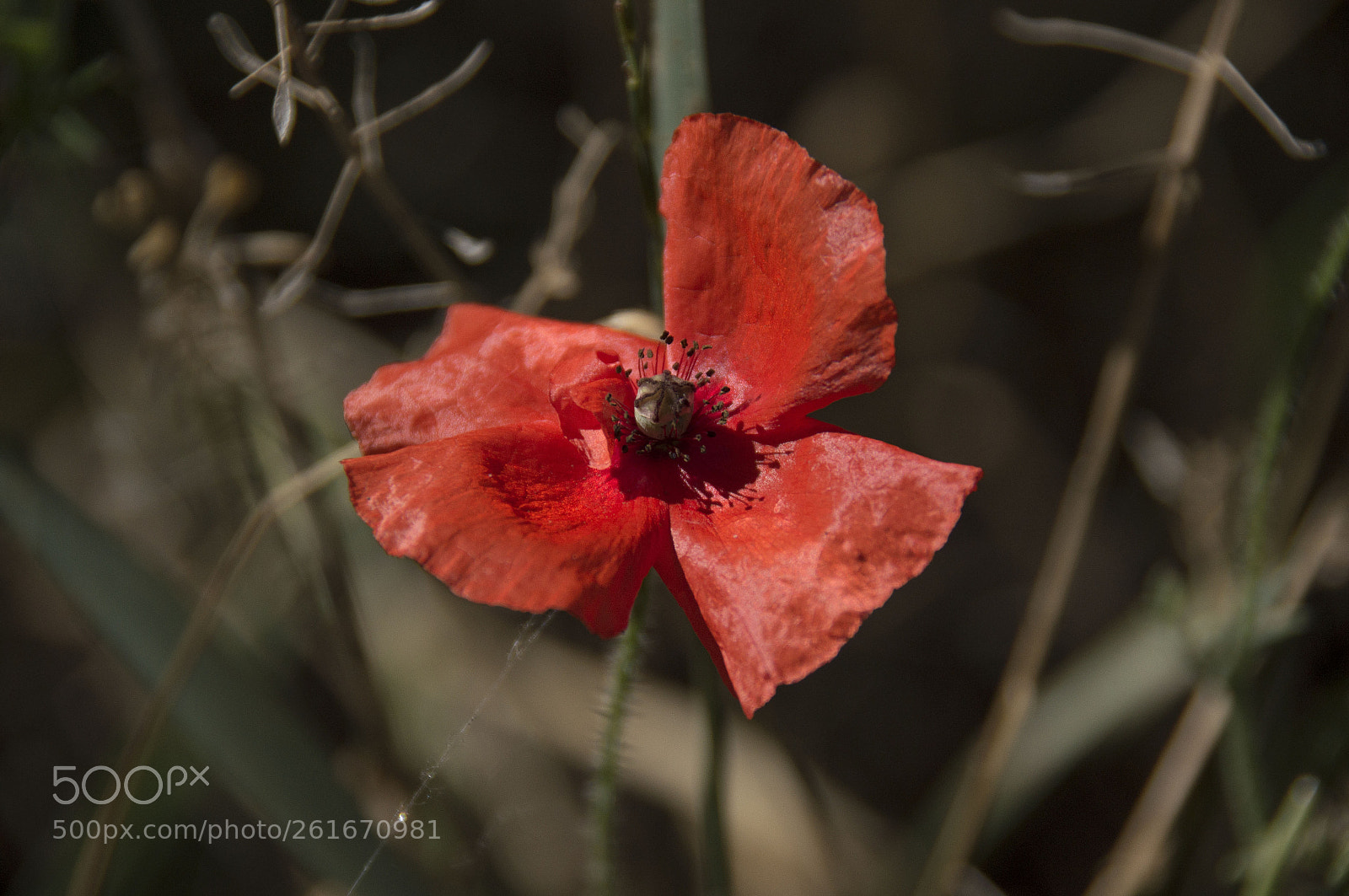 Sony SLT-A55 (SLT-A55V) sample photo. Красный photography
