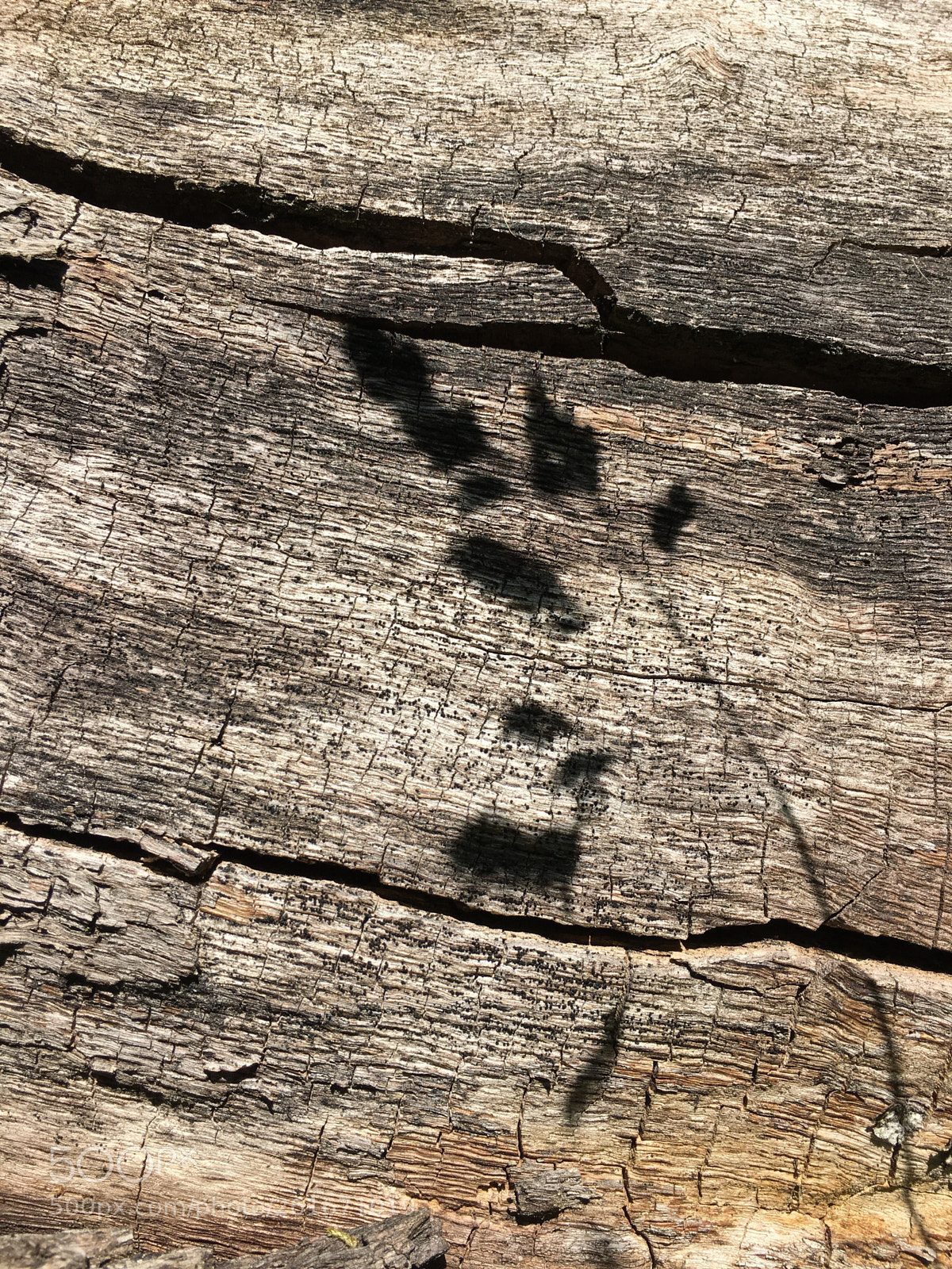 Apple iPhone 6s Plus sample photo. Dark shadow. photography