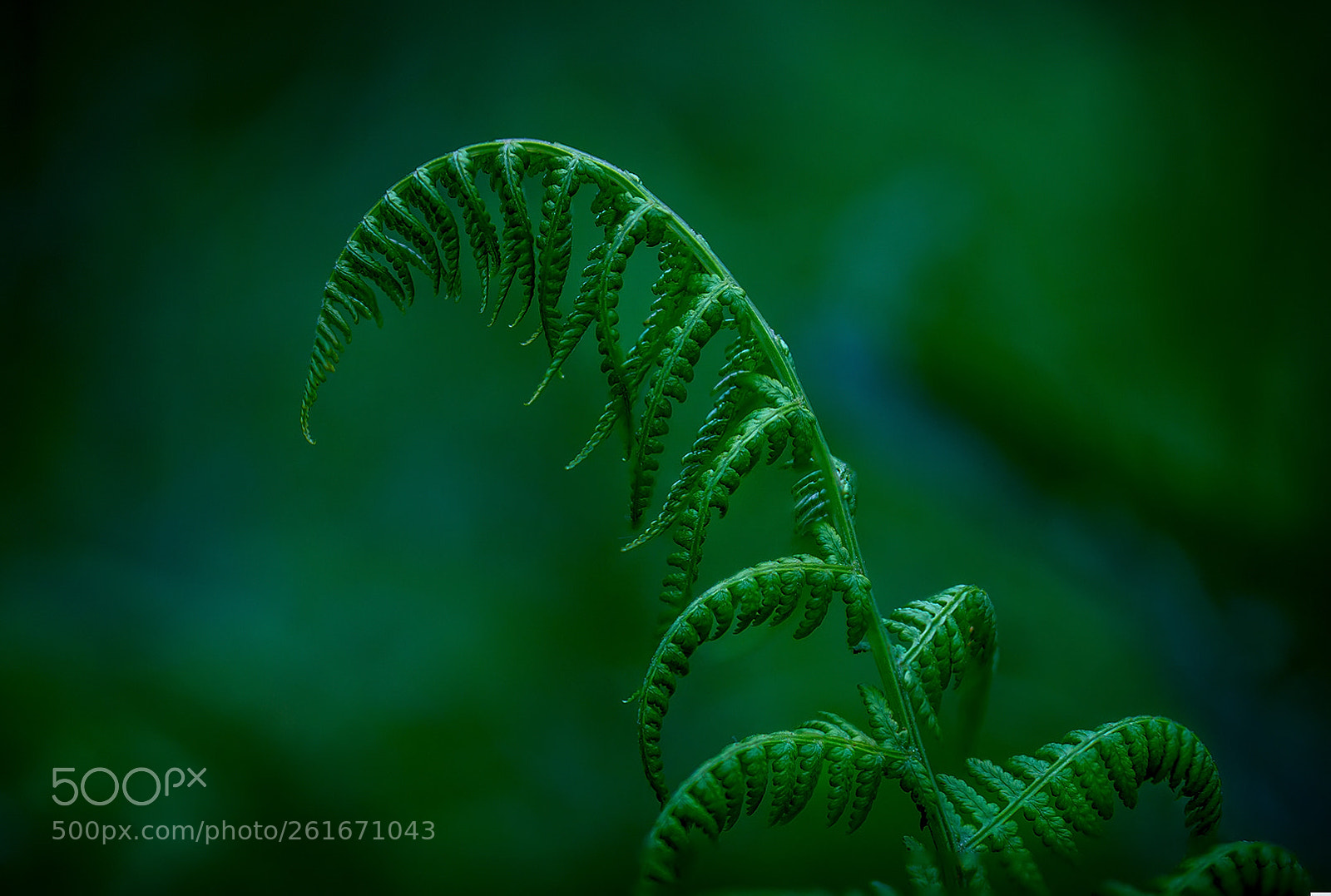 Sony a6000 sample photo. Fern in the forest photography