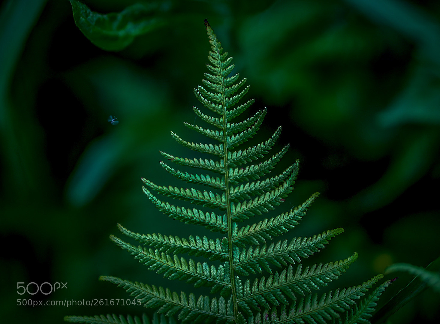 Sony a6000 sample photo. Fern in the forest photography