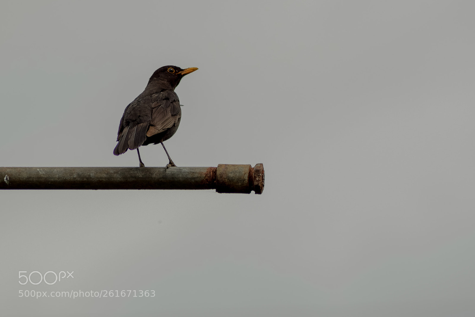 Nikon D5300 sample photo. Turdus photography