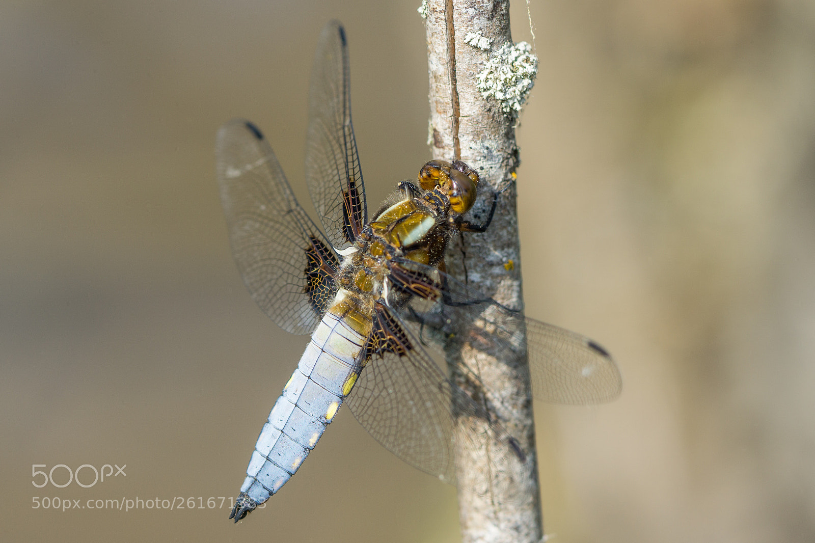 Sony a6000 sample photo. Flat belly dragonfly photography