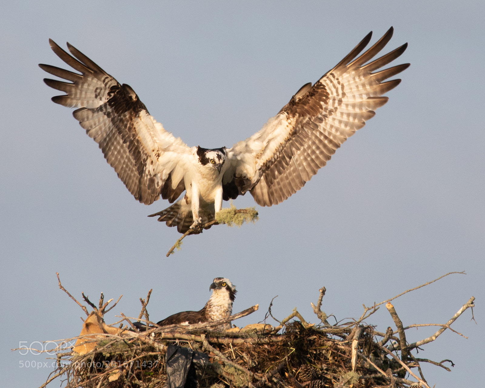 Canon EOS 5D Mark IV sample photo. Osprey bring stick photography