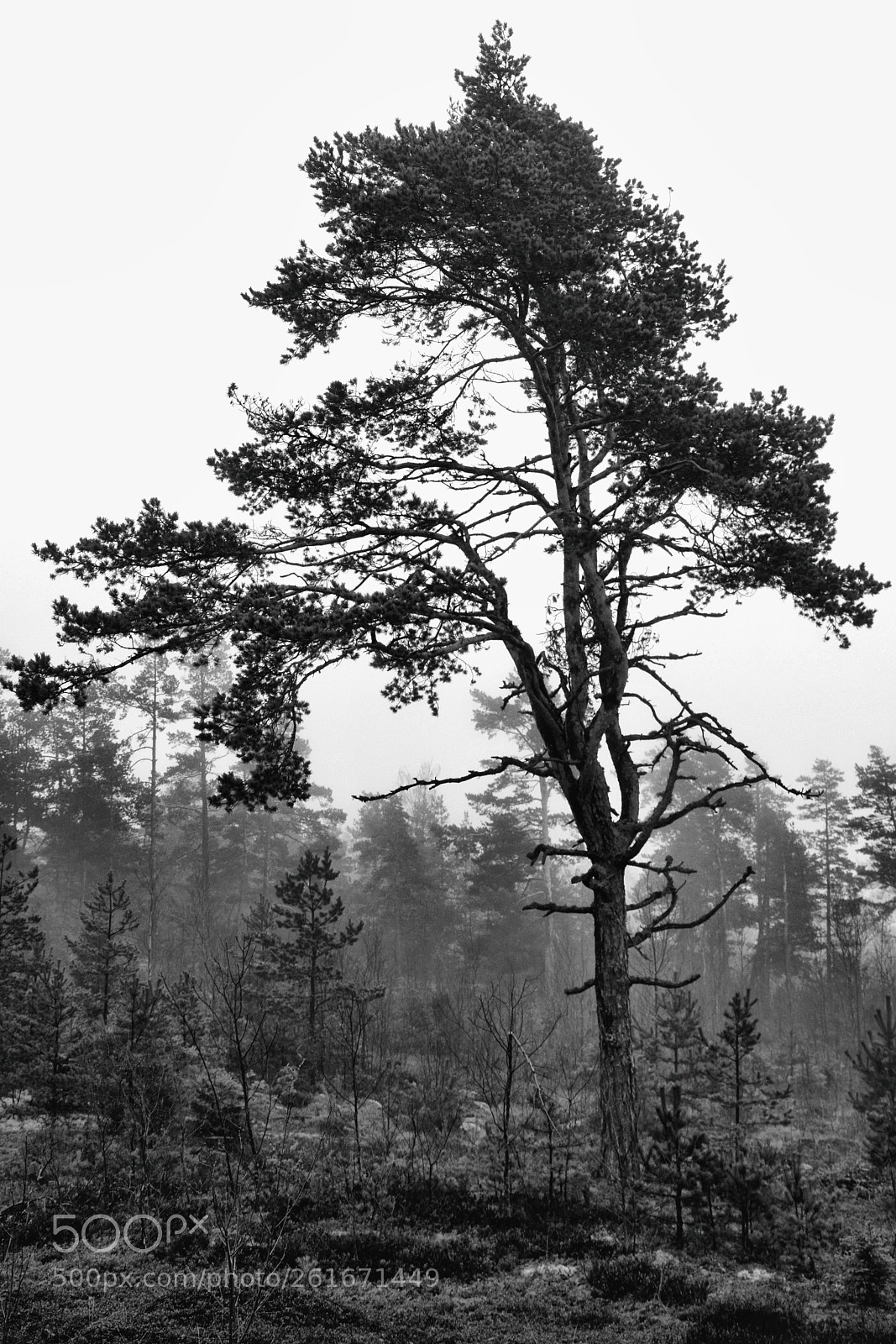 Nikon D5300 sample photo. Foggy tree photography