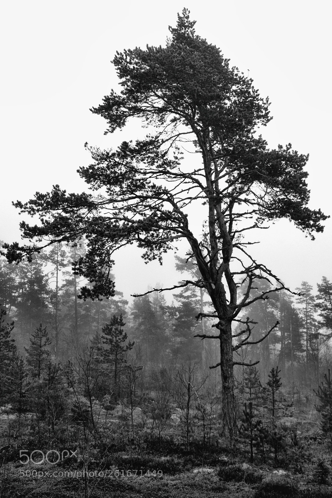 Nikon D5300 sample photo. Foggy tree photography