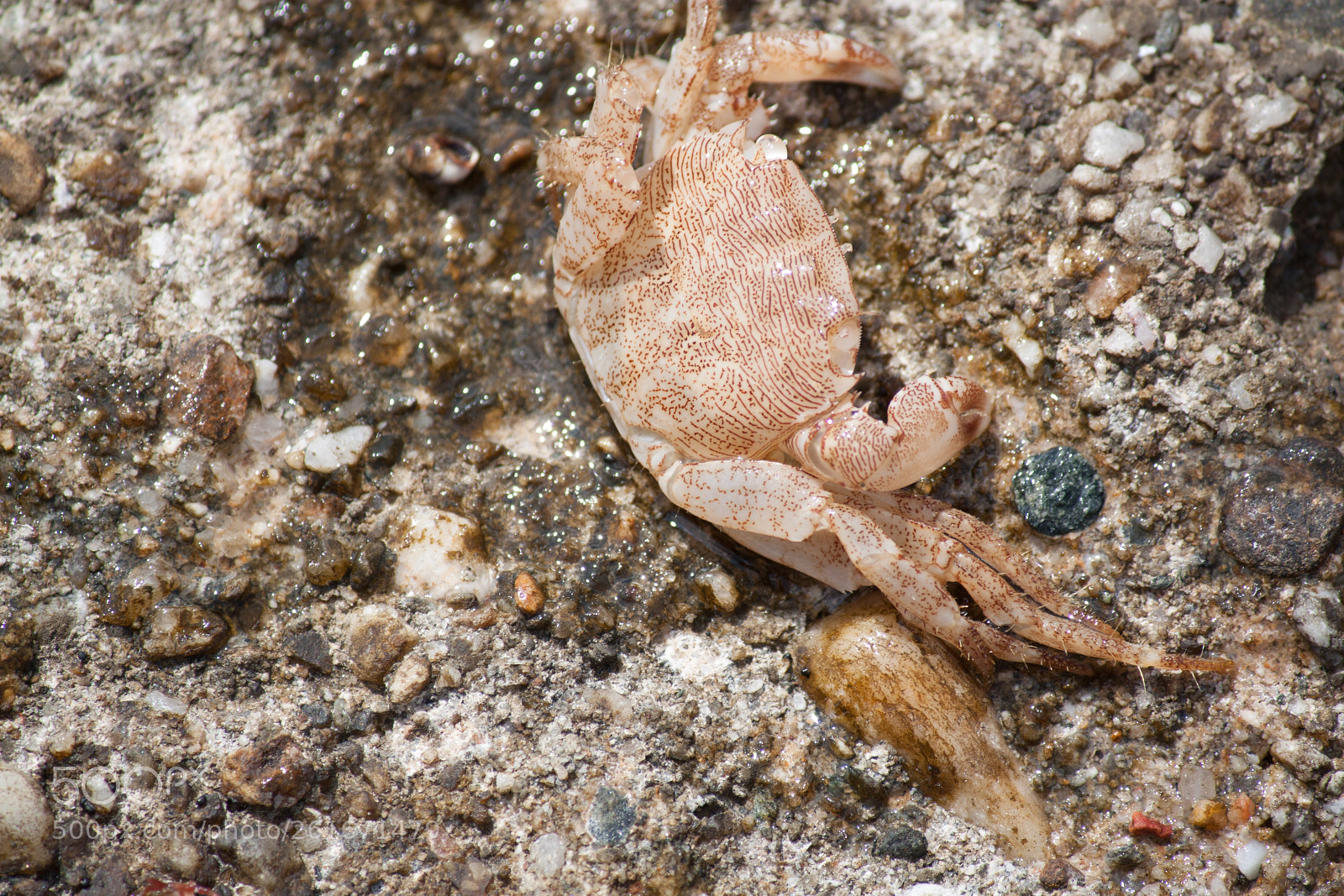 Canon EOS 450D (EOS Rebel XSi / EOS Kiss X2) sample photo. Small hermit crab photography