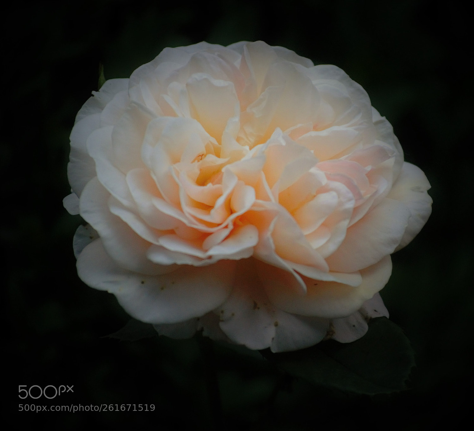 Nikon D5100 sample photo. Shining like smelling photography