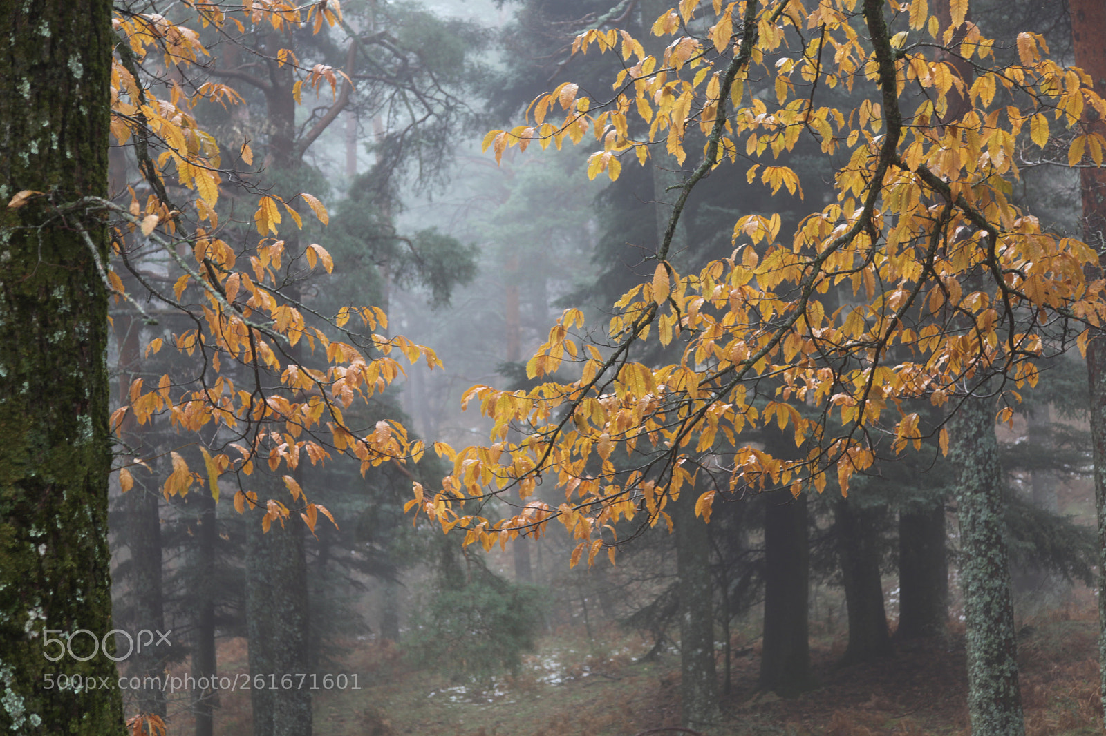 Canon EOS 5D Mark II sample photo. Sierra de guadarrama monte photography