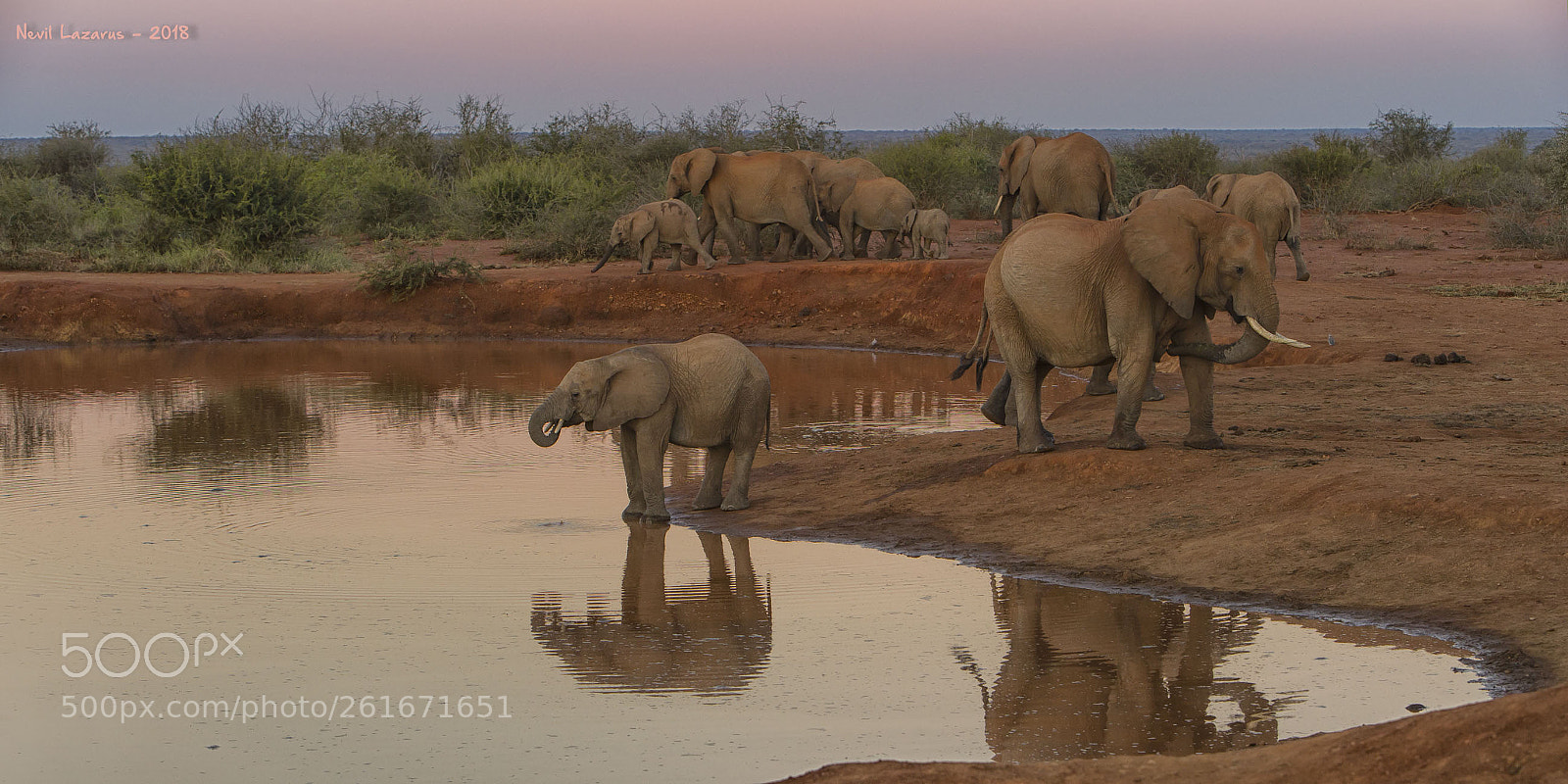 Canon EOS-1D X sample photo. Elephant scene photography